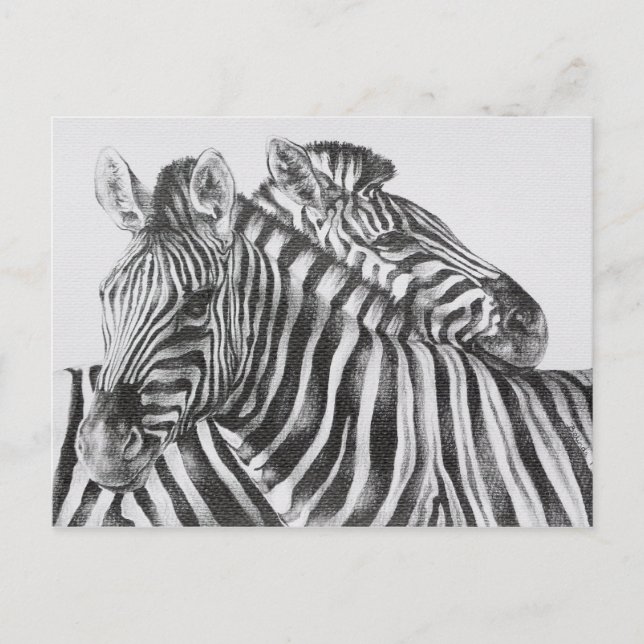 Zebra Original Pencil Drawing Postcard (Front)