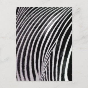 Zebra Pattern love_ Postcard