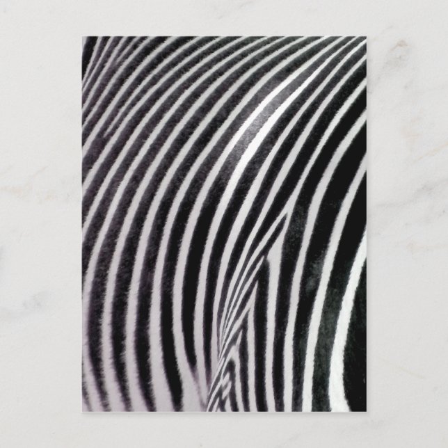 Zebra Pattern love_ Postcard (Front)