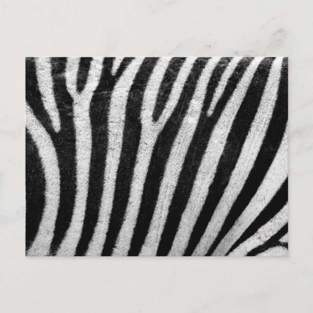 Zebra Pattern Postcard (Front)