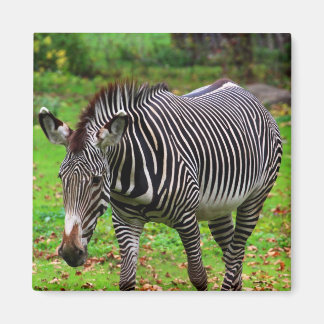 Zebra Photo Magnet