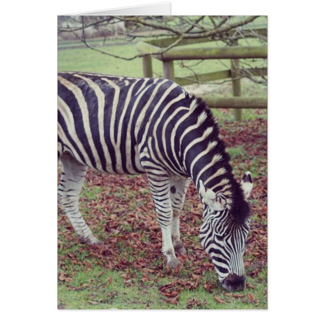 Zebra Photographic Print (Front)