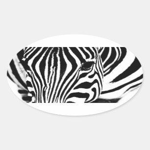 Zebra portrait black and white oval sticker