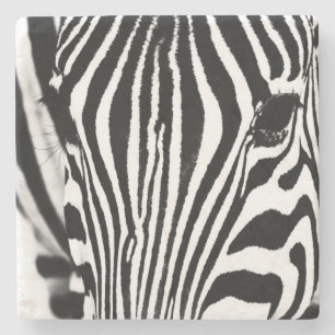 Zebra portrait black and white photo stone coaster