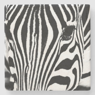 Zebra portrait black and white stone coaster
