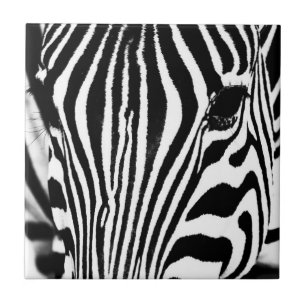 Zebra portrait black and white tile