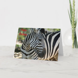 Zebra Pose Birthday Card