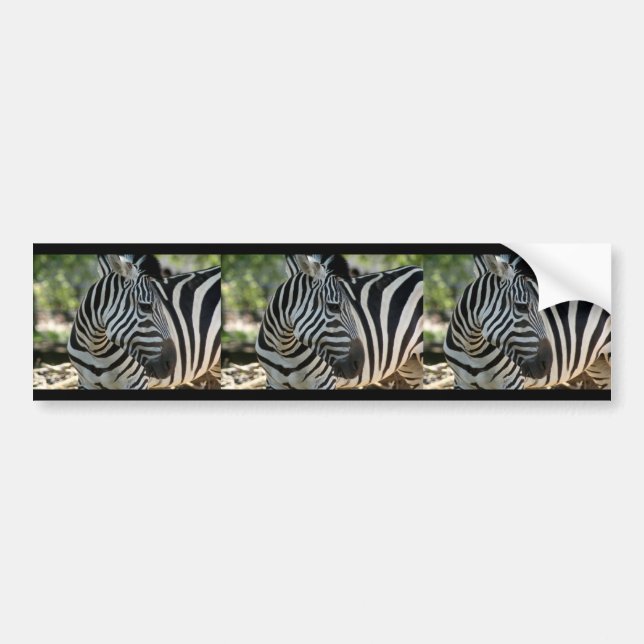 Zebra Pose Bumper Sticker (Front)