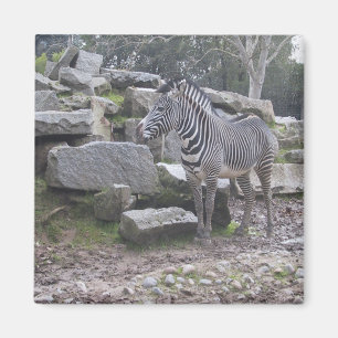 Zebra posing magnet