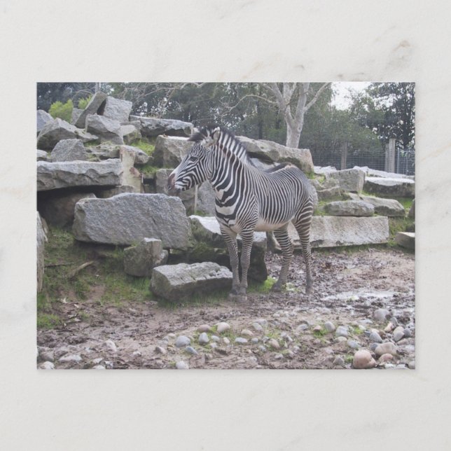 Zebra posing postcard (Front)
