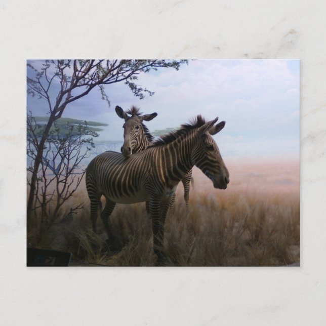 Zebra Postcard (Front)