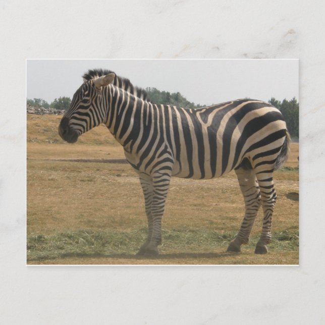 zebra postcard (Front)