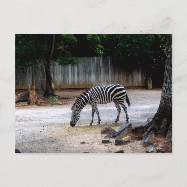 Zebra Postcard (Front)