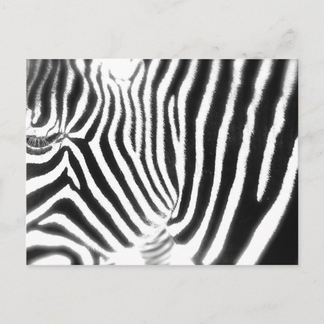 Zebra Postcard (Front)