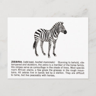 zebra postcard