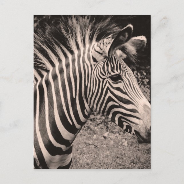 Zebra Postcard (Front)