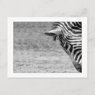 Zebra Postcard