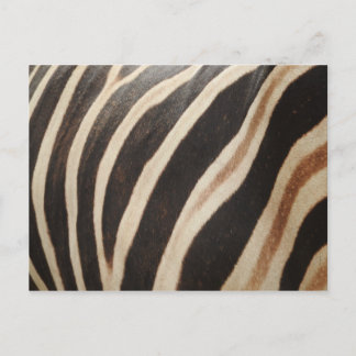 Zebra Postcard