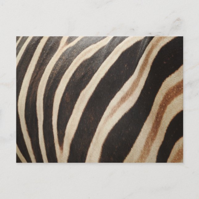 Zebra Postcard (Front)