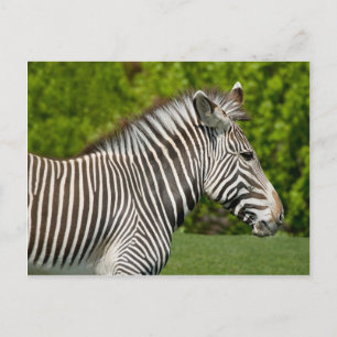 Zebra Postcard