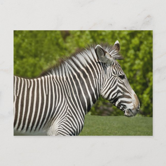 Zebra Postcard (Front)