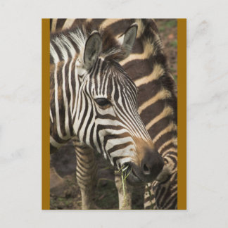 Zebra Postcard