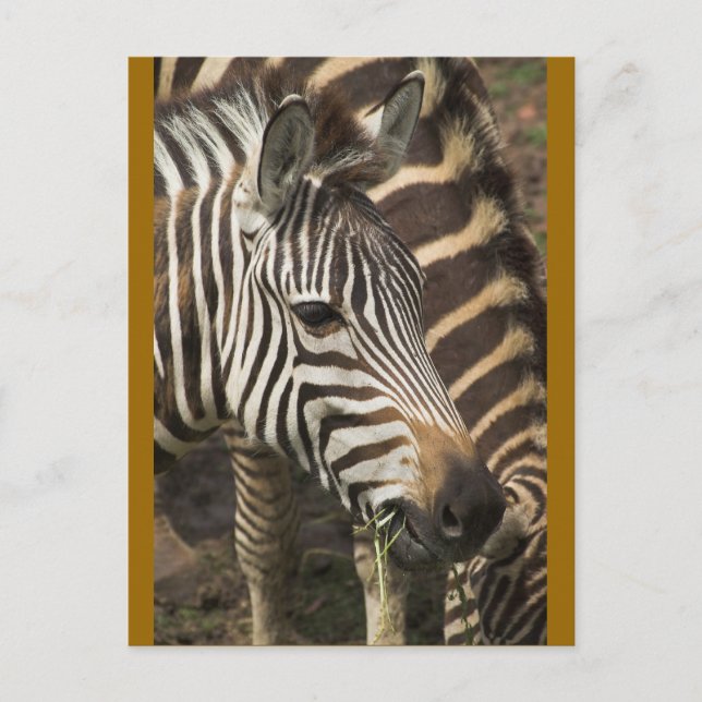 Zebra Postcard (Front)