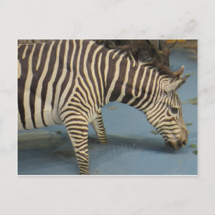 Zebra Postcard