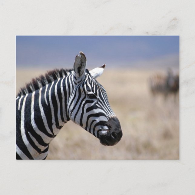 Zebra Postcard (Front)