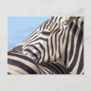 Zebra Postcard
