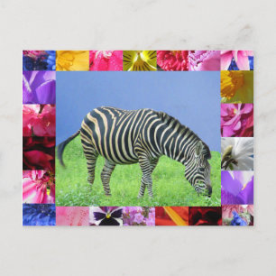 Zebra Postcard