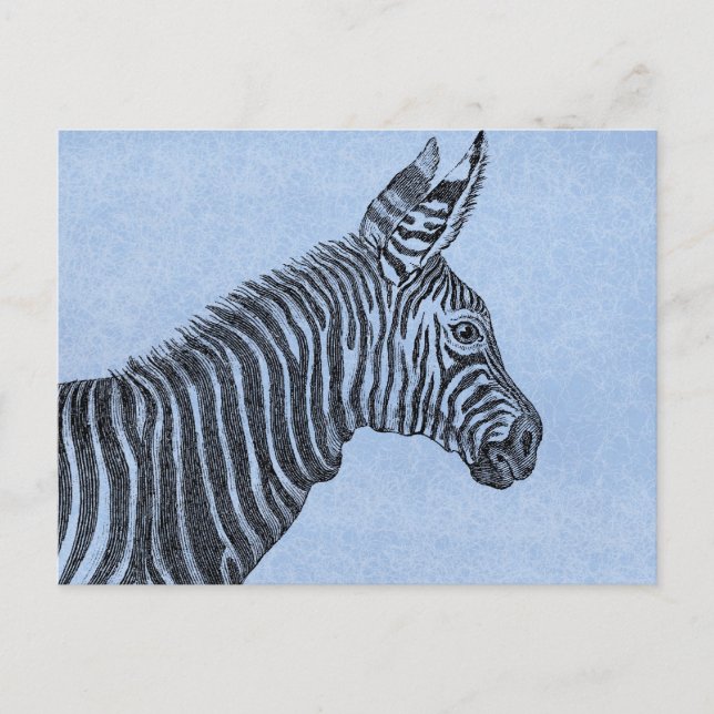 Zebra Postcard (Front)