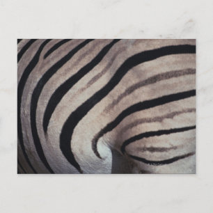 Zebra print postcard