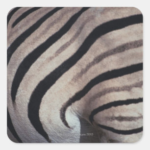 Zebra print square sticker