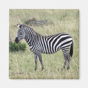 zebra proud magnet