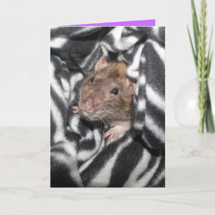zebra rat Birthday card