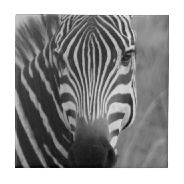 Zebra Safari Cute African Classy Stripes Ceramic Tile (Front)