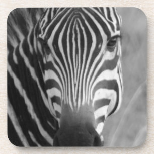 Zebra Safari Cute African Classy Stripes Coaster
