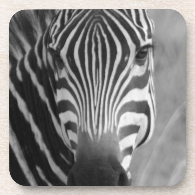 Zebra Safari Cute African Classy Stripes Coaster (Front)