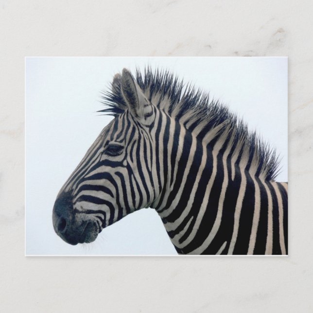 Zebra Safari Cute African Classy Stripes Postcard (Front)