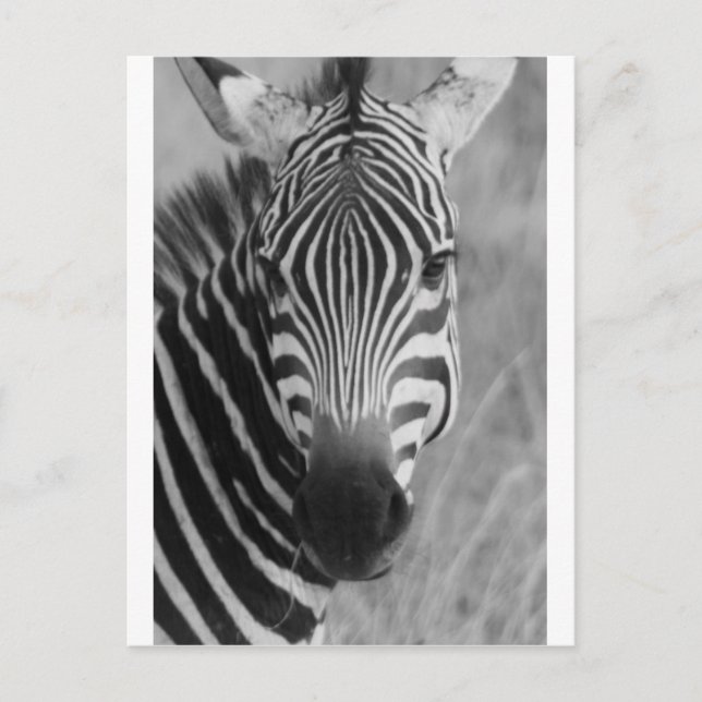 Zebra Safari Cute African Classy Stripes Postcard (Front)