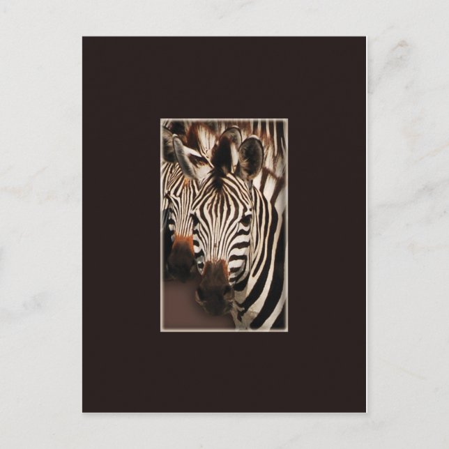 Zebra safari postcards (Front)