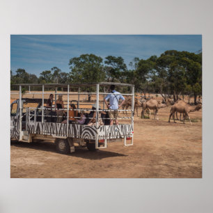 Zebra Safari Tour Truck in Wildlife Park Poster