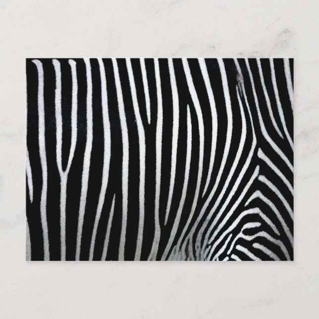 Zebra Skin Postcard (Front)