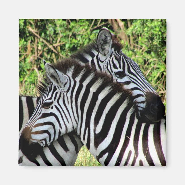 zebra snuggle magnet (Front)