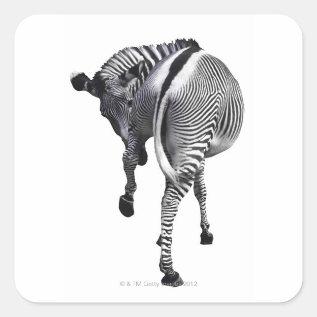 zebra square sticker (Front)