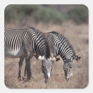 Zebra Square Sticker