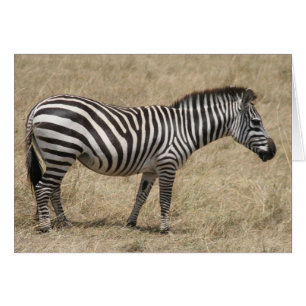 zebra stand