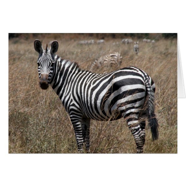 zebra stand (Front Horizontal)