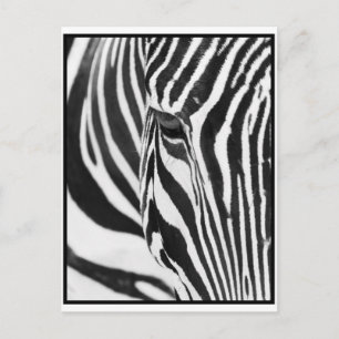 Zebra Stare Postcard